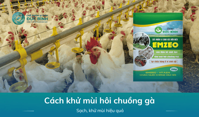 Cách khử mùi hôi chuồng gà sạch, ít mùi