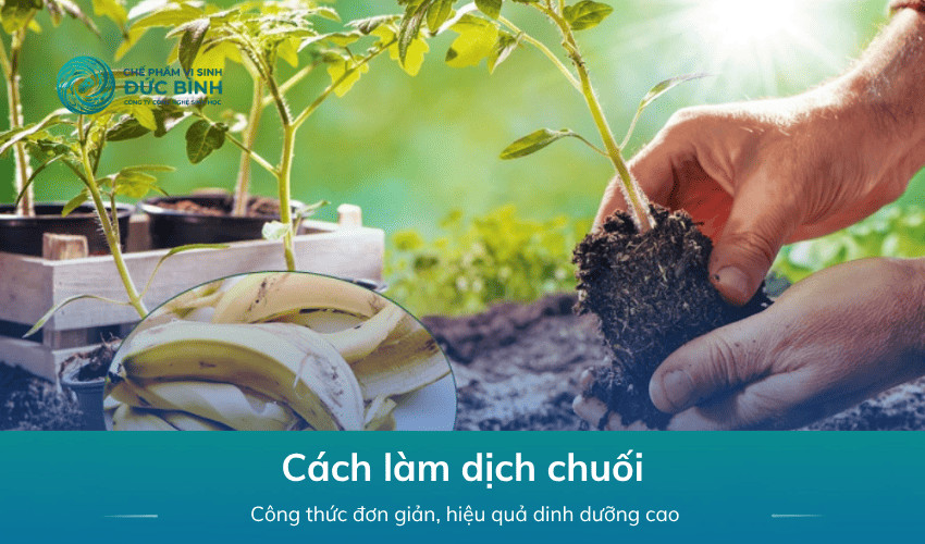 Cách làm dịch chuối tưới lan, hoa hồng và cây siêu đơn giản