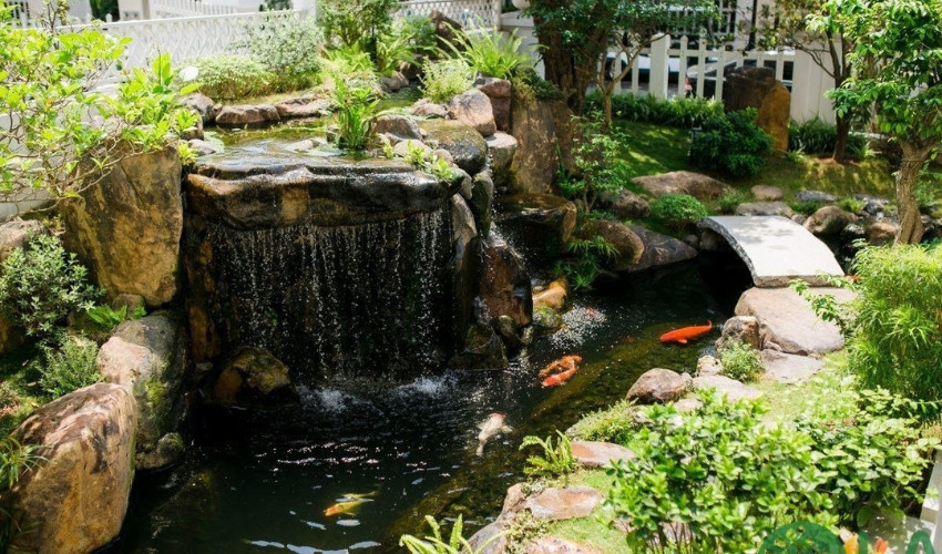 Chỉ cho cá ăn lượng thức ăn vừa đủ để ngăn tình trạng thức ăn đóng cặn gây ra tảo