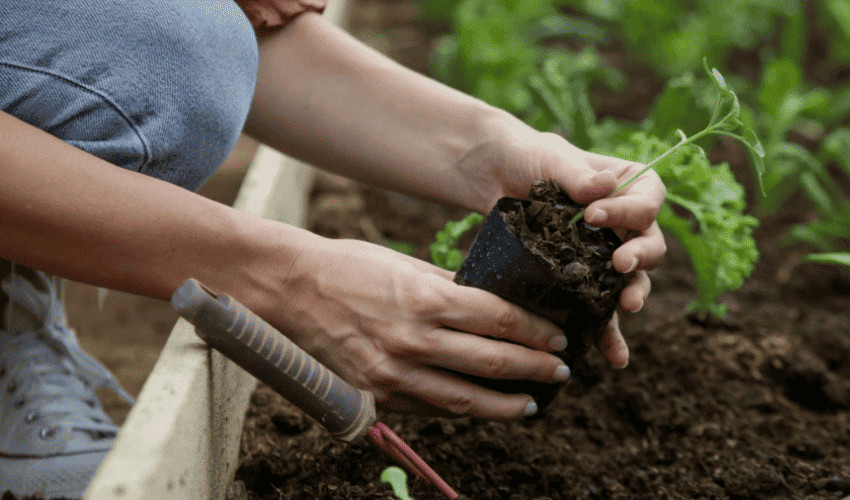 Dịch đậu tương chứa nhiều dưỡng chất, lành tính giúp cây trồng phát triển khỏe mạnh