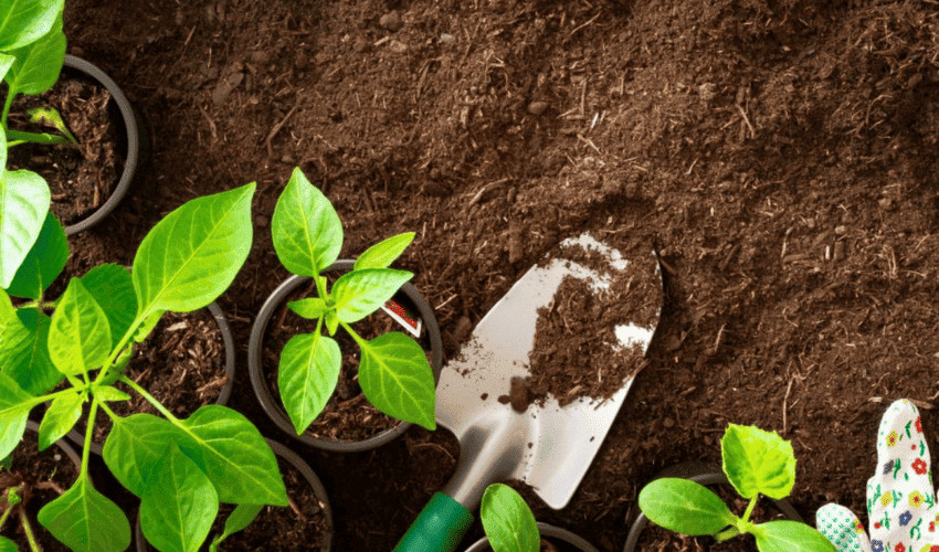 Dựa vào chất lượng đất để kết hợp tỉ lệ phân bánh dầu phù hợp