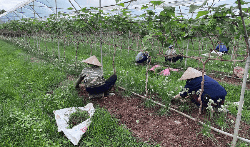 Cách sử dụng phân xanh bón cây đơn giản, hiệu quả cao