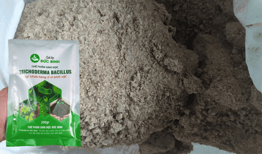 Cách ủ bánh dầu với nấm trichoderma
