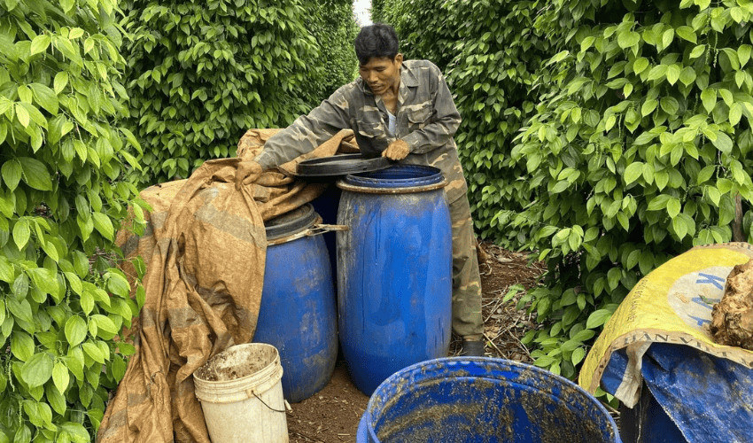 Cách ủ phân xanh đạt hiệu quả nhanh nhất
