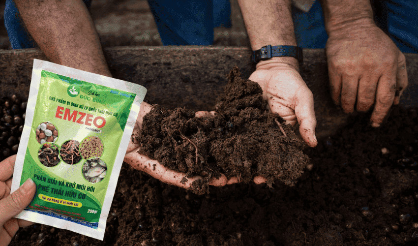 Sử dụng EMZEO để ủ phân cà phê giúp đạt hiệu quả cao
