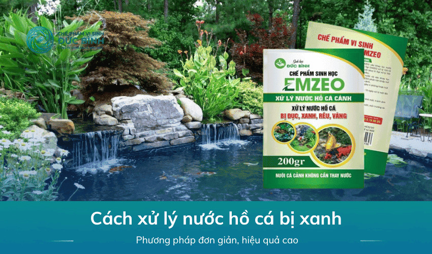 Cách xử lý nước hồ cá bị xanh đơn giản, dễ dàng nhất