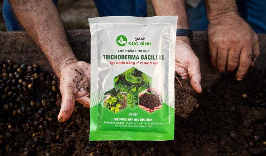 Nấm Trichoderma Bacillus chế phẩm vi sinh giúp ủ phân chuồng và phụ phẩm nông nghiệp