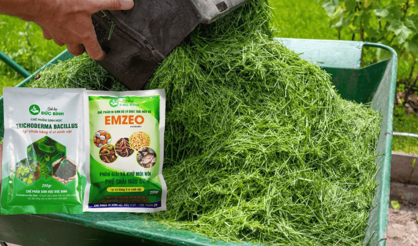 Kỹ thuật ủ phân xanh với EMZEO và Trichoderma