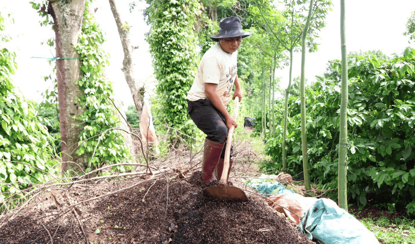Nguyên liệu chuẩn bị để ủ vỏ cà phê làm phân hữu cơ