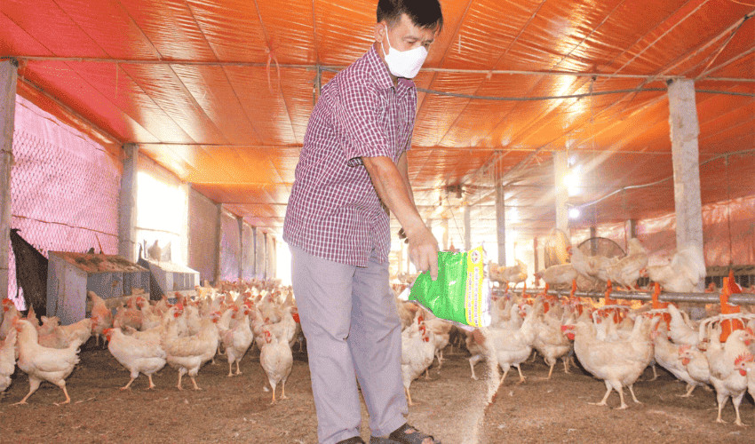 Xử lý mùi hôi chuồng trại góp phần tăng chất lượng sức khỏe đàn gà và xử lý tác nhân gây ô nhiễm môi trường