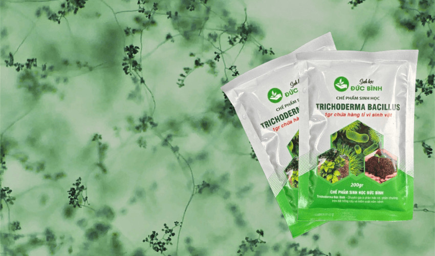 Trichoderma dùng cơ chế tranh tranh dinh dưỡng và không gian sống mạnh mẽ để hạn chế sự sinh sôi của mầm bệnh