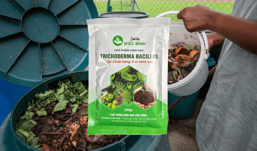 Nấm Trichoderma