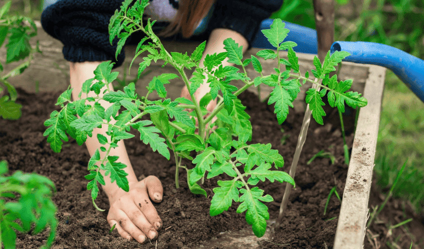 Bên trong dịch đạm cá chứa nhiều dưỡng chất tốt giúp cây tăng trưởng nhanh
