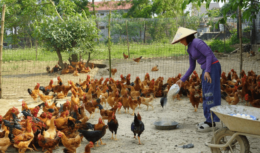 Cải thiện hệ thống thông gió chuồng giúp lưu thông không khí tốt hơn, giảm thiểu tích tụ khí độc hại