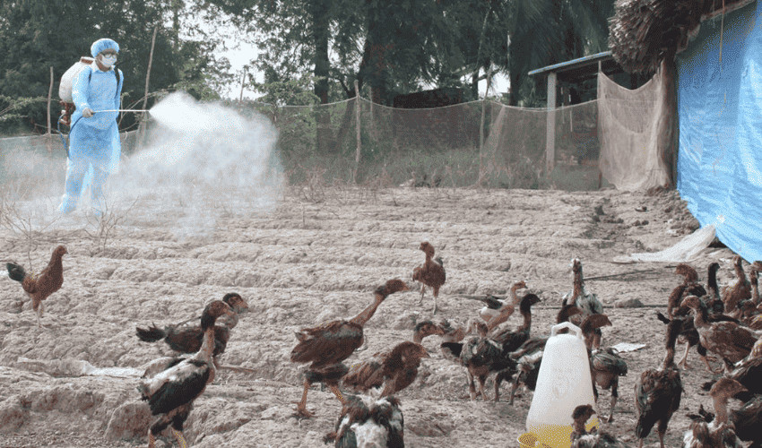 Môi trường tích tụ nhiều khí Amoniac sẽ gây ra mùi khai và gây hại hô hấp cho gà