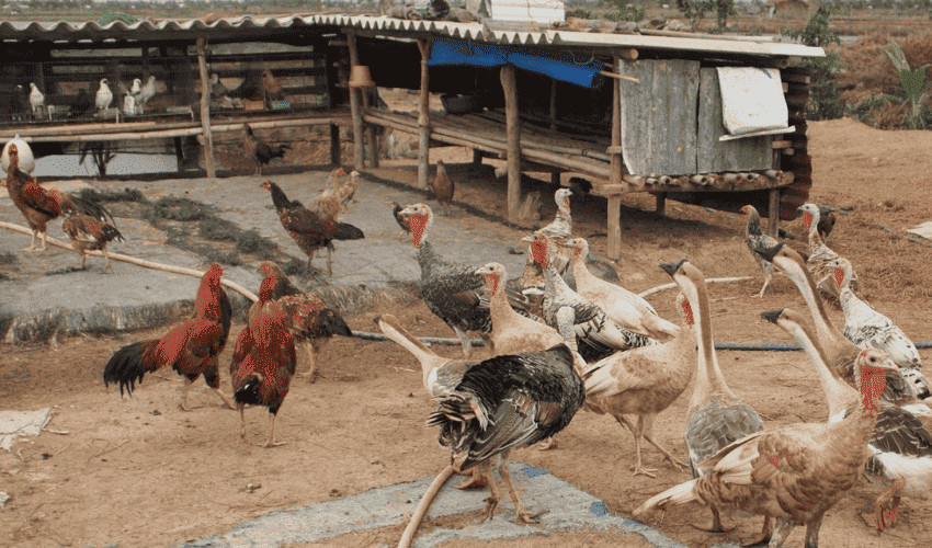 Phân gà tích tụ lâu gây ra nhiều khí Amoniac gây hại cho gà và con người khi tiếp xúc lậu