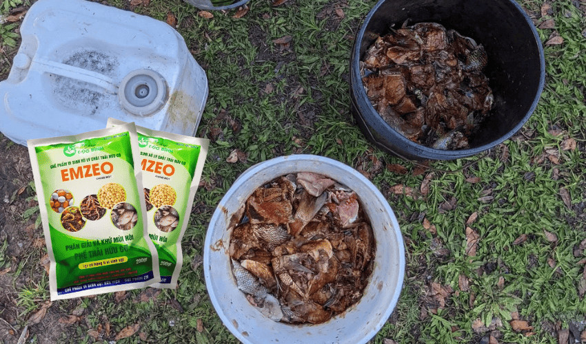 Phụ phẩm cá trộn EMZEO  trong các thùng để ủ phân cá hữu cơ