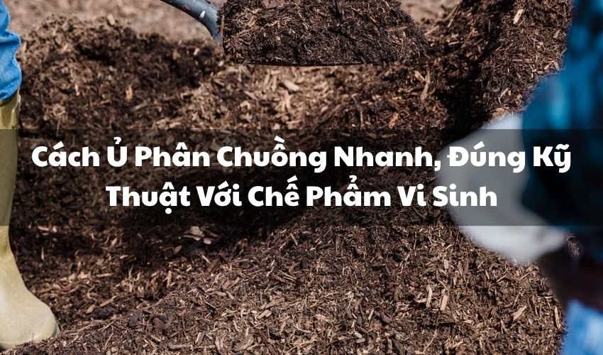 avt cach u phan chuong