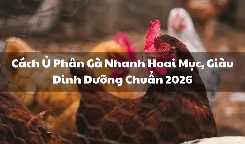 avt cach u phan ga
