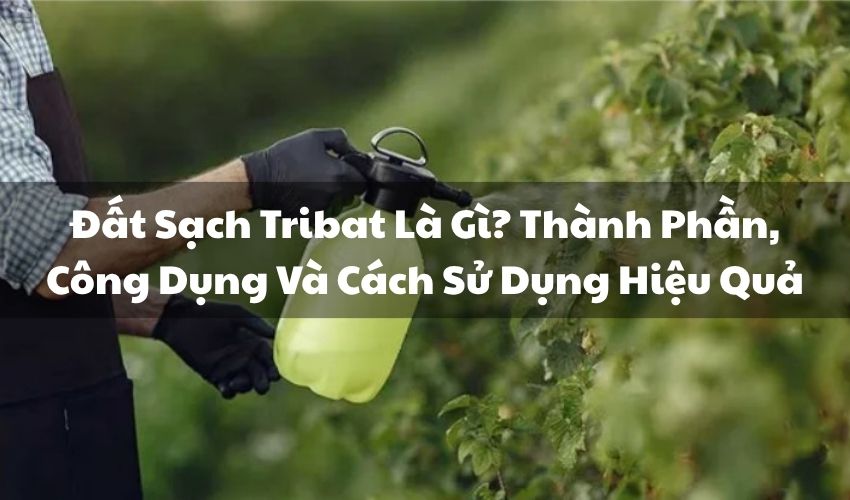 Đất Sạch Tribat Là Gì? Thành Phần, Công Dụng Và Cách Sử Dụng Hiệu Quả