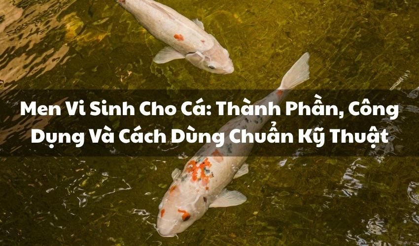 avt men vi sinh cho ca