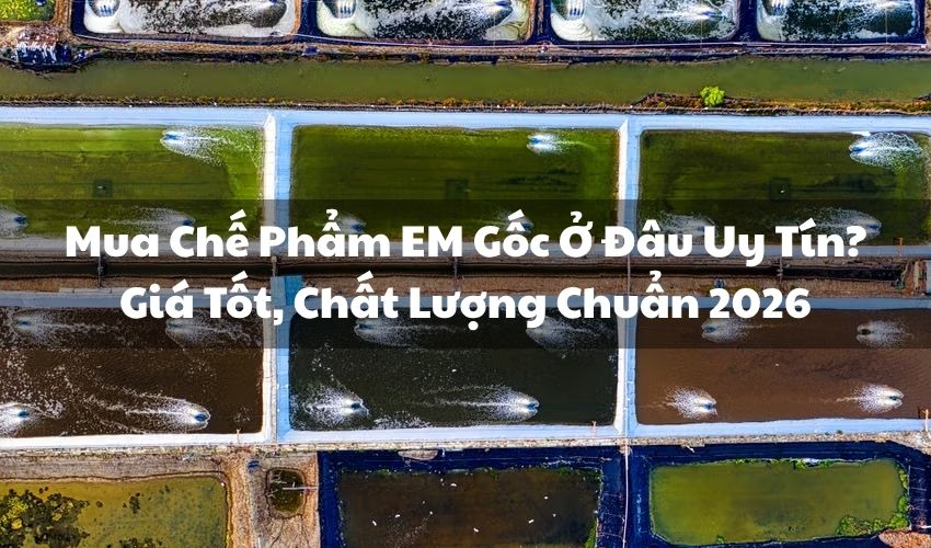 avt mua che pham em goc o dau