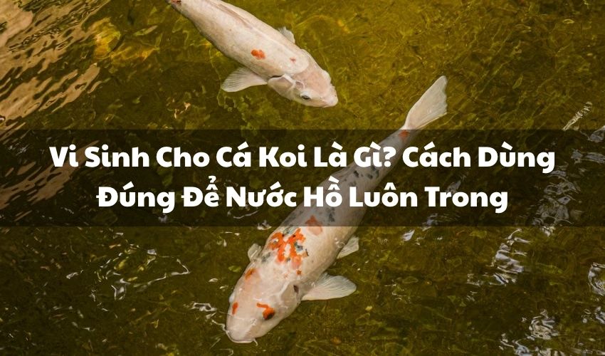 avt vi sinh cho ca koi