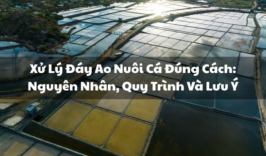 avt xu ly day ao nuoi ca