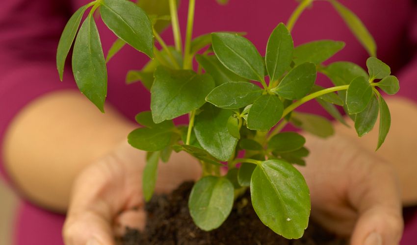 Chọn chế phẩm EM gốc phù hợp để nhân sinh khối