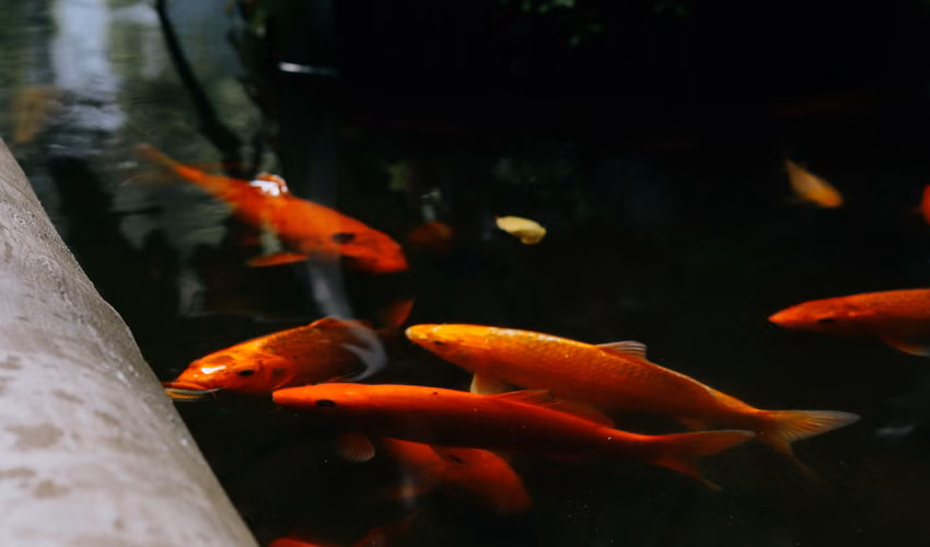 ho ca koi canh va ao nuoi ca thuong pham can nhom men vi sinh voi lieu dung khac nhau