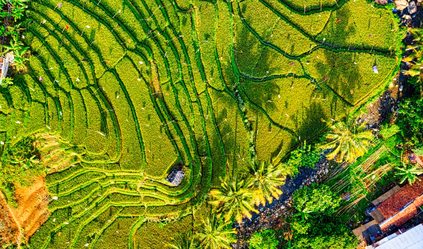 vuon canh tac ben vung nho uu tien cac giai phap sinh hoc kiem soat sau hai