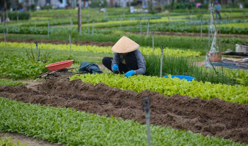 duc binh to chuc san pham theo nhom em emzeo trichoderma thuy san va moi truong